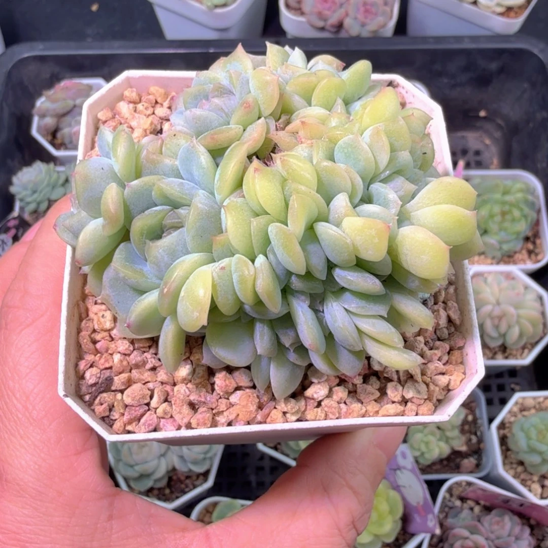 月华多肉植物缀化