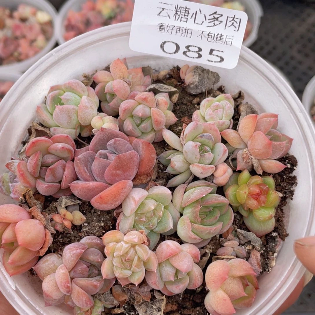 云糖心多肉植物85