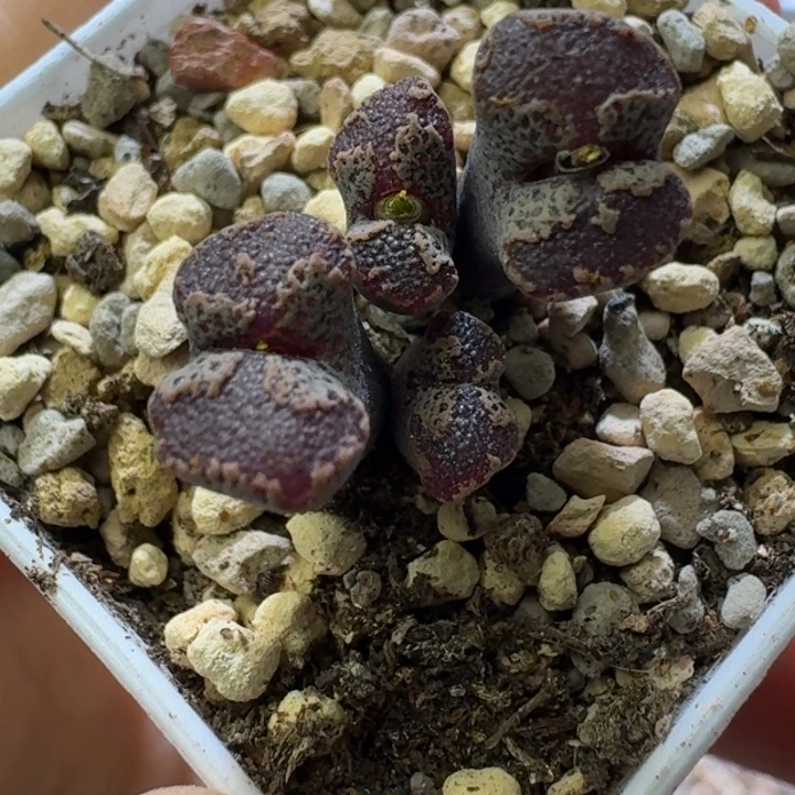 14号全窗蝴蝶勋章一物一拍腿长
