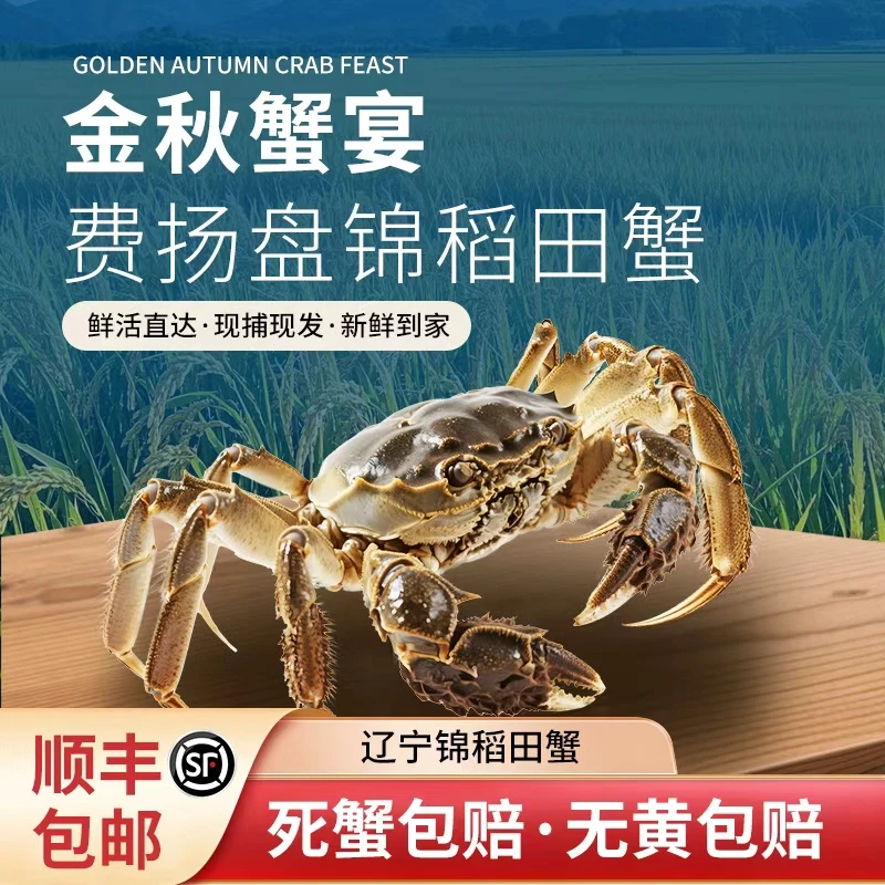 【辽宁省外拍】盘锦稻田活蟹（1.0-1.3两）母蟹2.5斤/约23只
