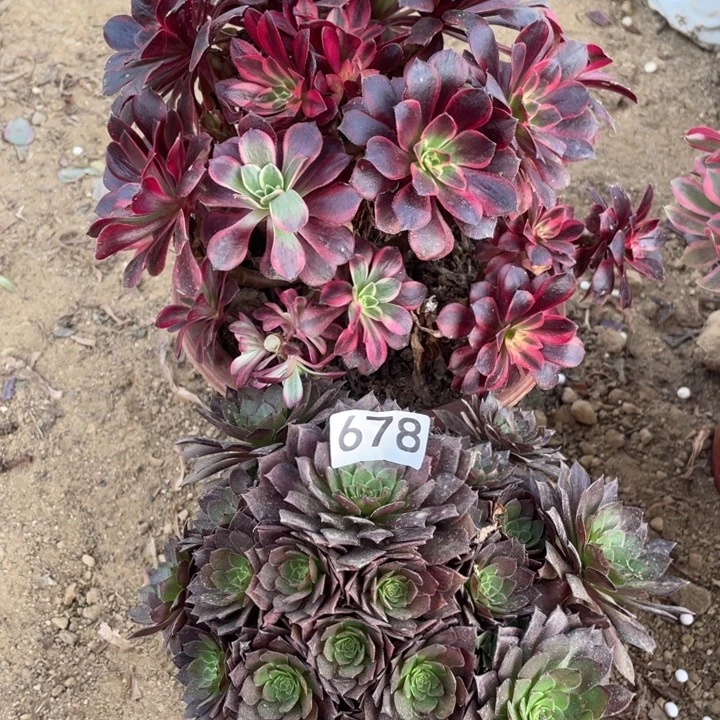 无花朵678多肉植物组合无售后