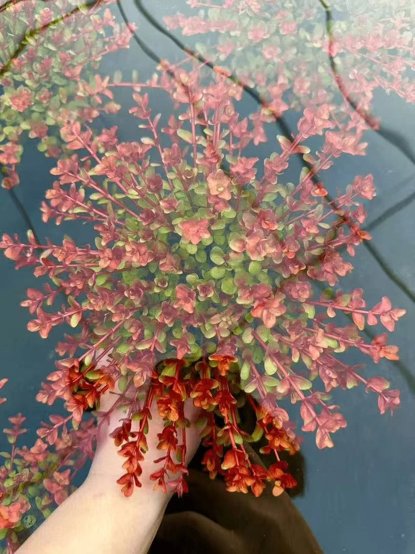 绝美后景 红金钱