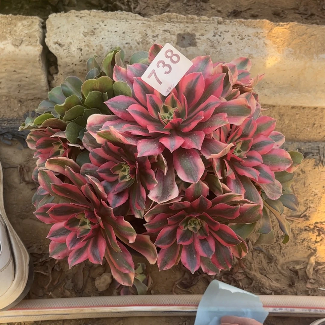 粉女妖738不包断枝