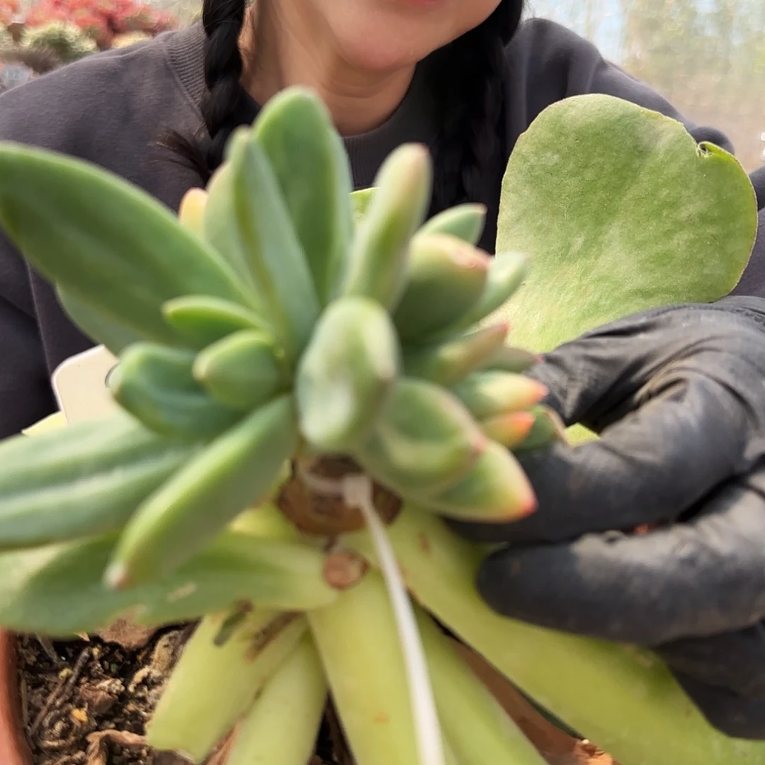 9107号39.9          肉