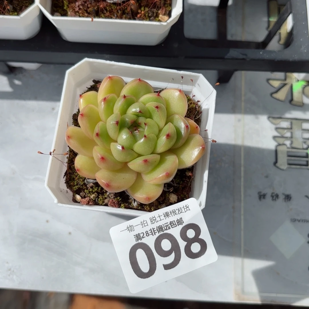 莱拉珍妮无盆土发货