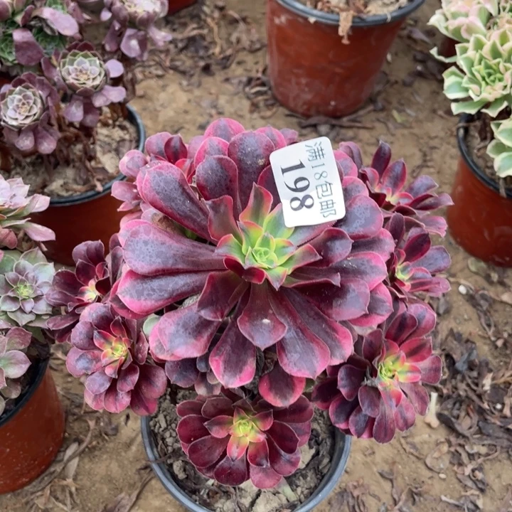 198美杜莎大手捧1