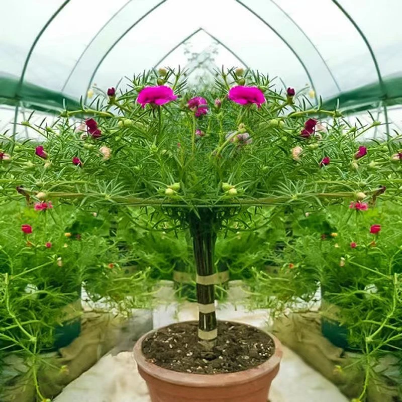 太阳花支架蟹爪兰单层花架两层可拼接多层叠高爬藤塑料兰花支撑架