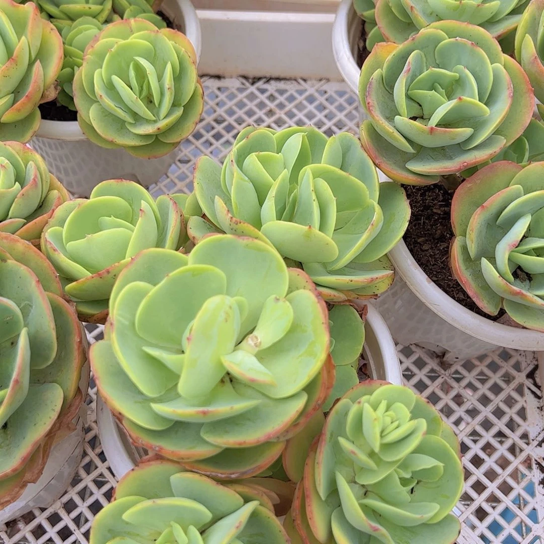 多头群生鸡蛋碧桃一盆