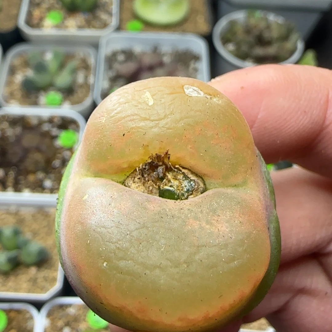 3+点漂亮多肉植物288