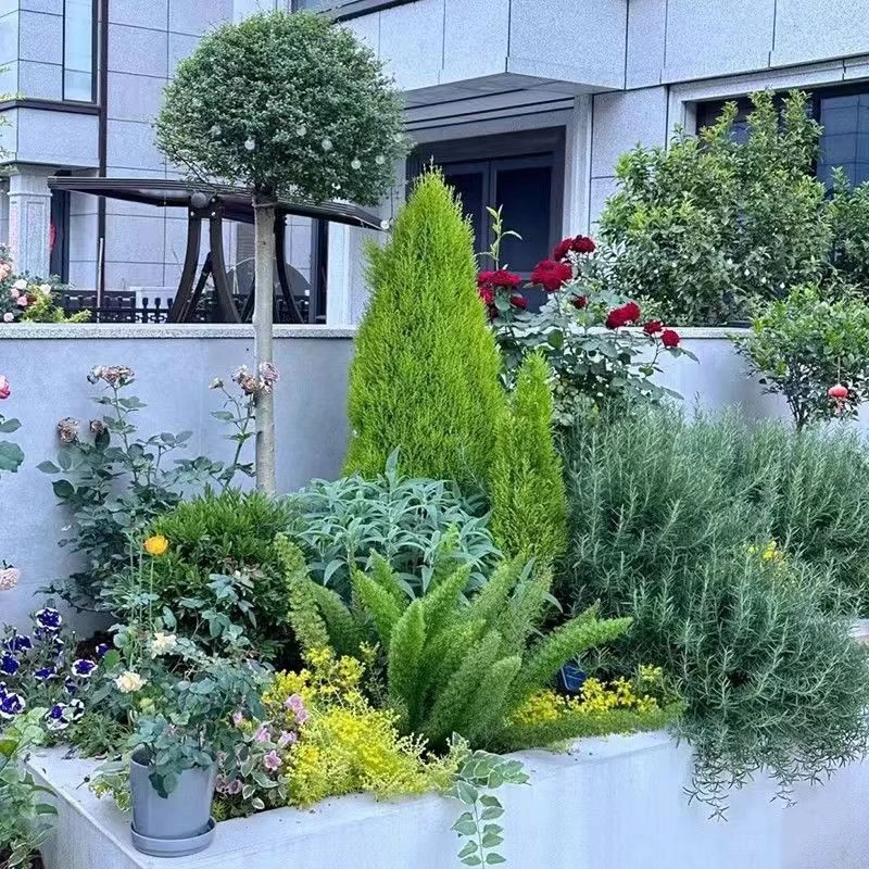 【一物一拍】各类花境植物