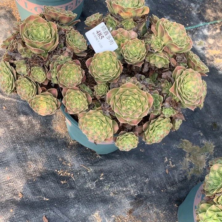 485韶华多肉植物特价
