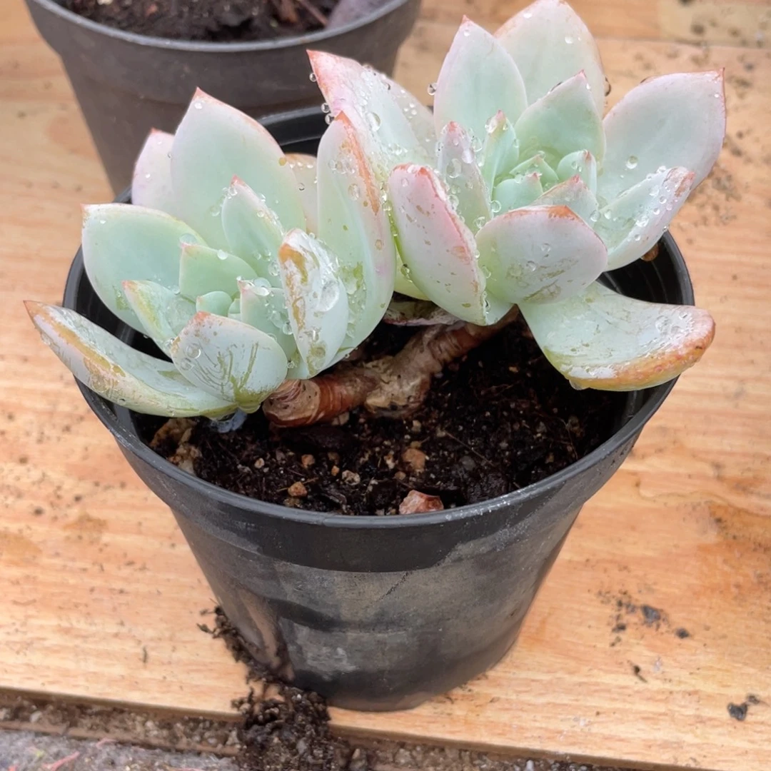 0705 白凤  六月六