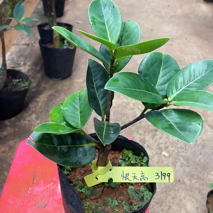 完全开放恨天高靠接两年
