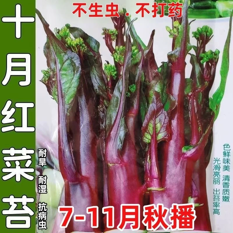 红菜苔种子四季甜菜心种子阳台盆栽早熟青菜苔油菜菜芯白菜苔种籽