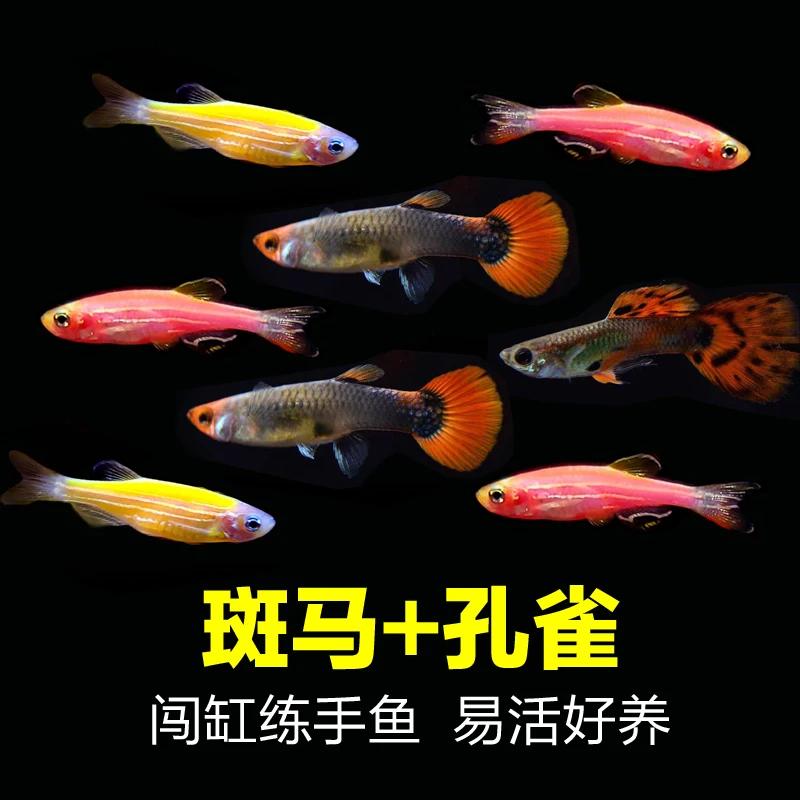 30条【斑马+孔雀】热带淡水鱼新手闯缸鱼斑马鱼杂袍孔雀鱼观赏鱼