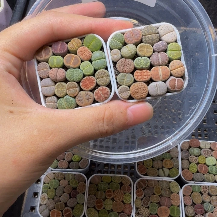 荣***儿多肉植物的生长518