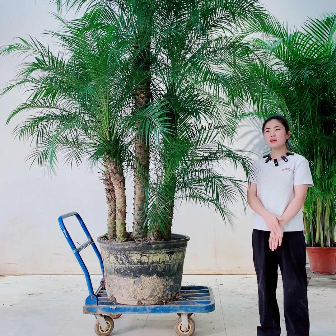 无花朵用****52356799000000000000