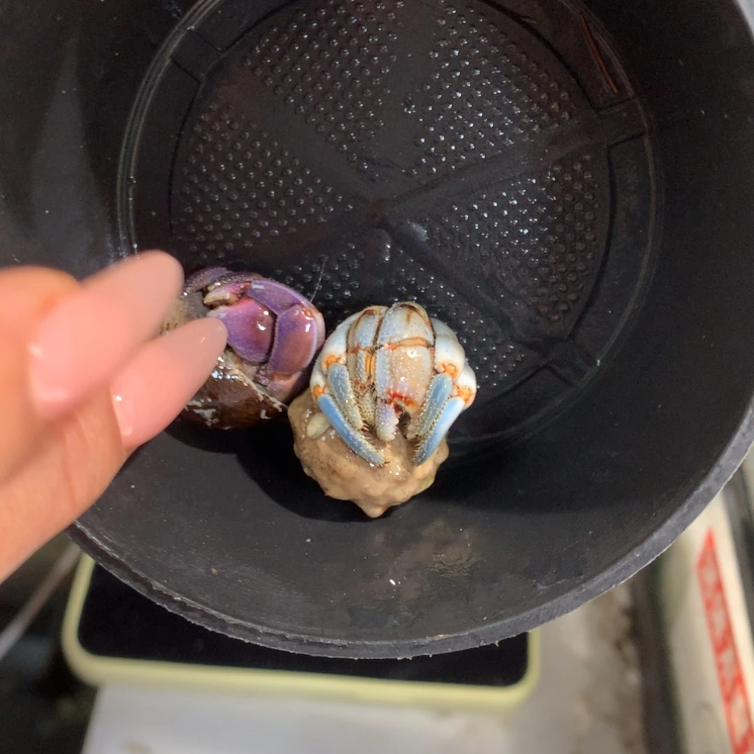 @***.2只活体出售，不退不换