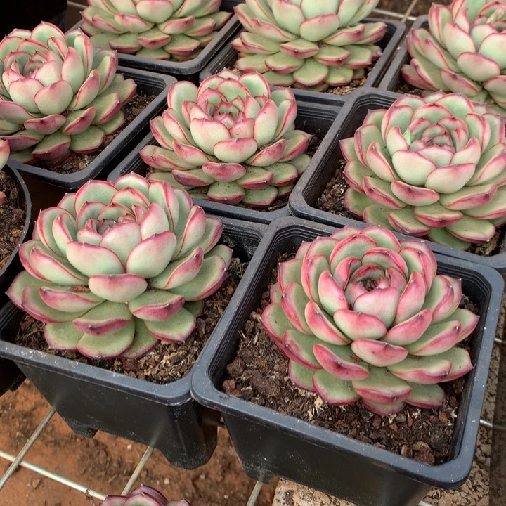 花田错多肉植物两单包邮