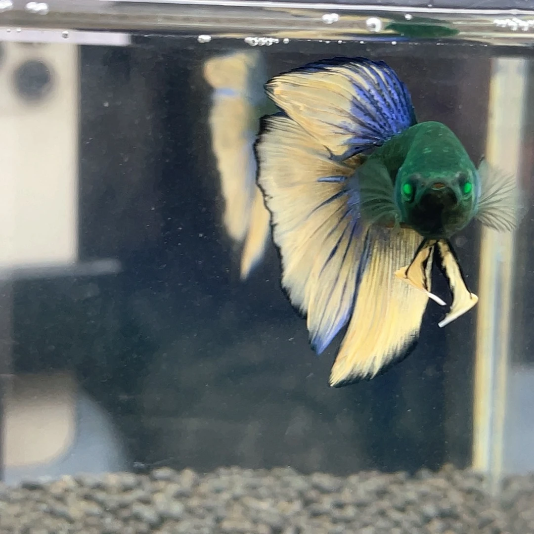 斗鱼绿魔界子半月01