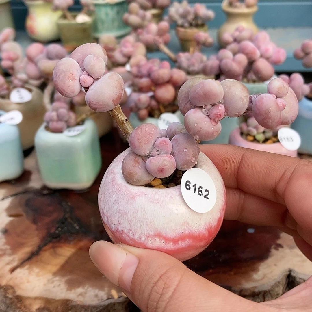 6162糖果腰子蛋带盆土