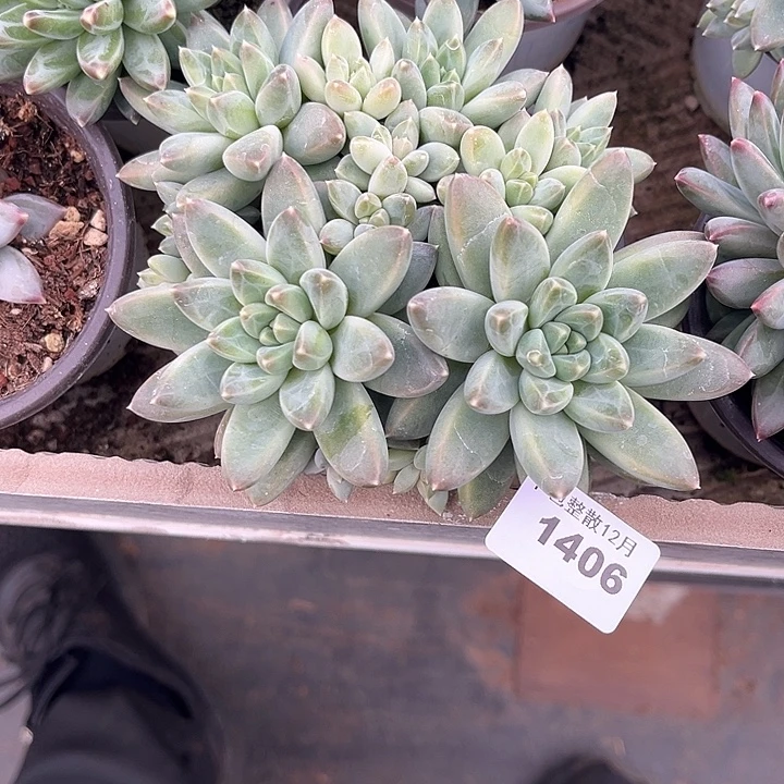 阿雅园艺。     1406落雪美人