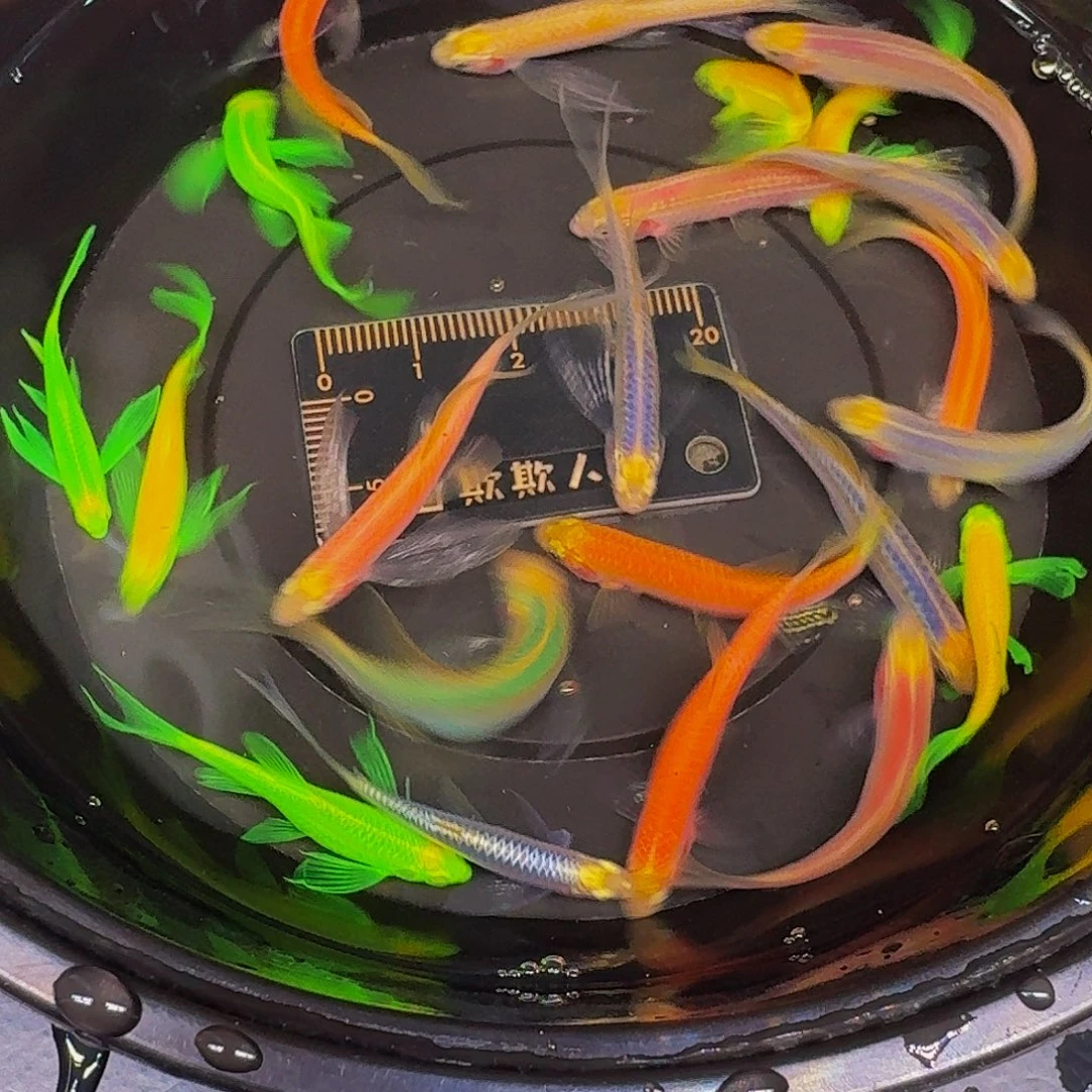 斑马鱼混搭斑马鱼微瑕疵22