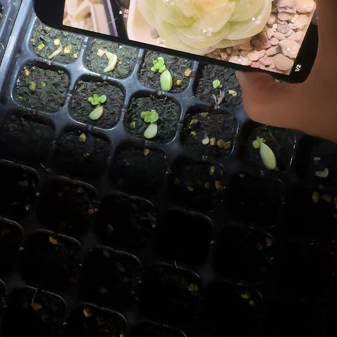 暮暮财富芝麻一个满25包邮
