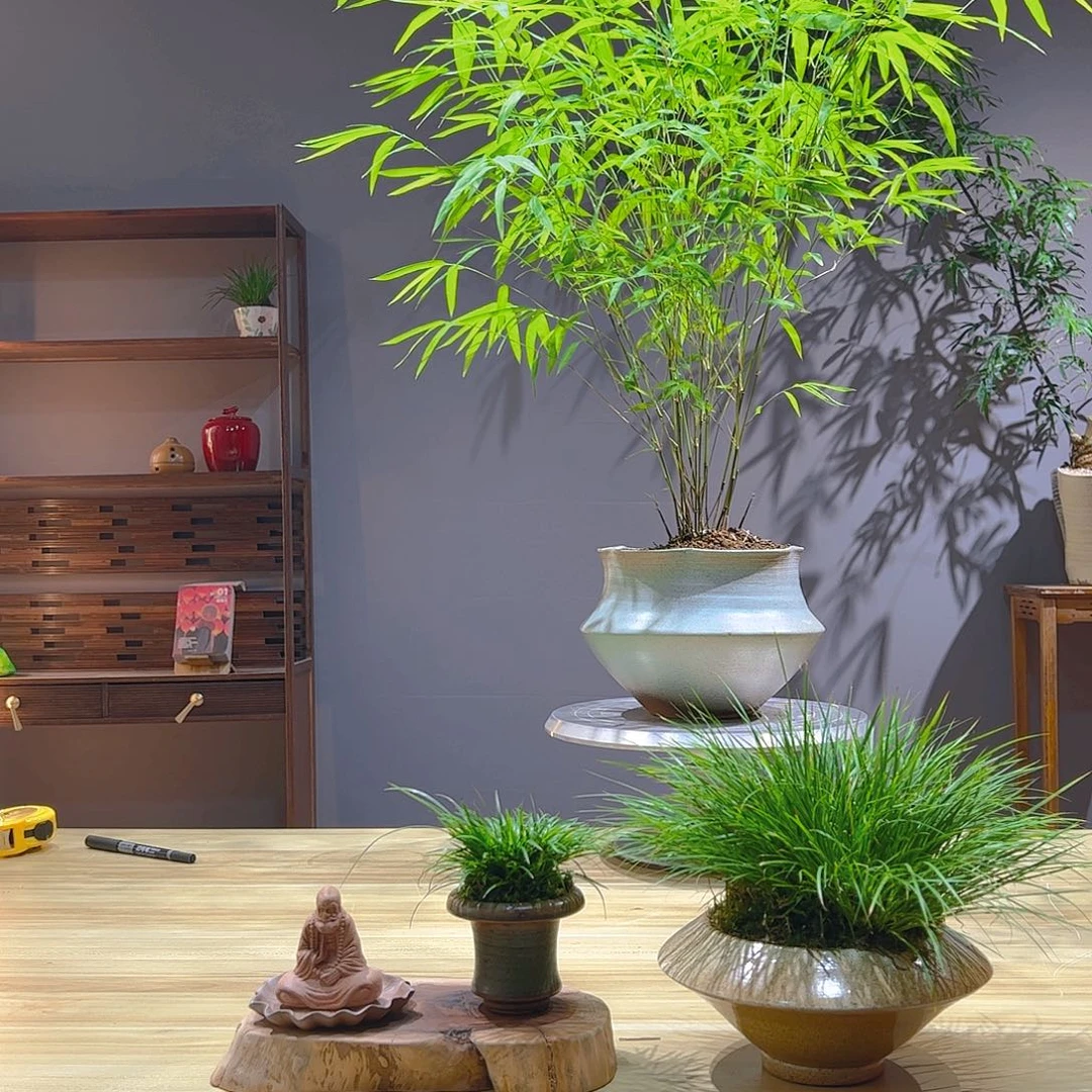 心***6无花朵老桩精品竹盆景作品