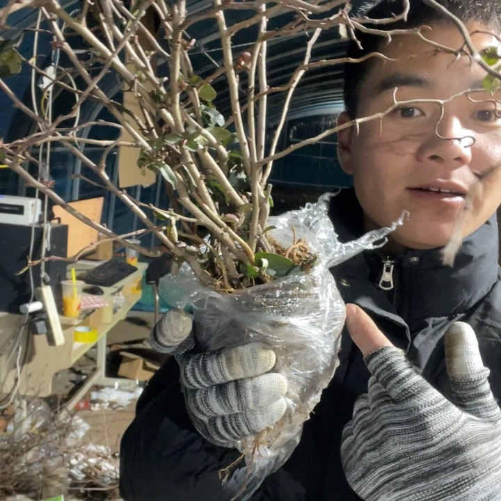 白花云龙海棠花一颗苗