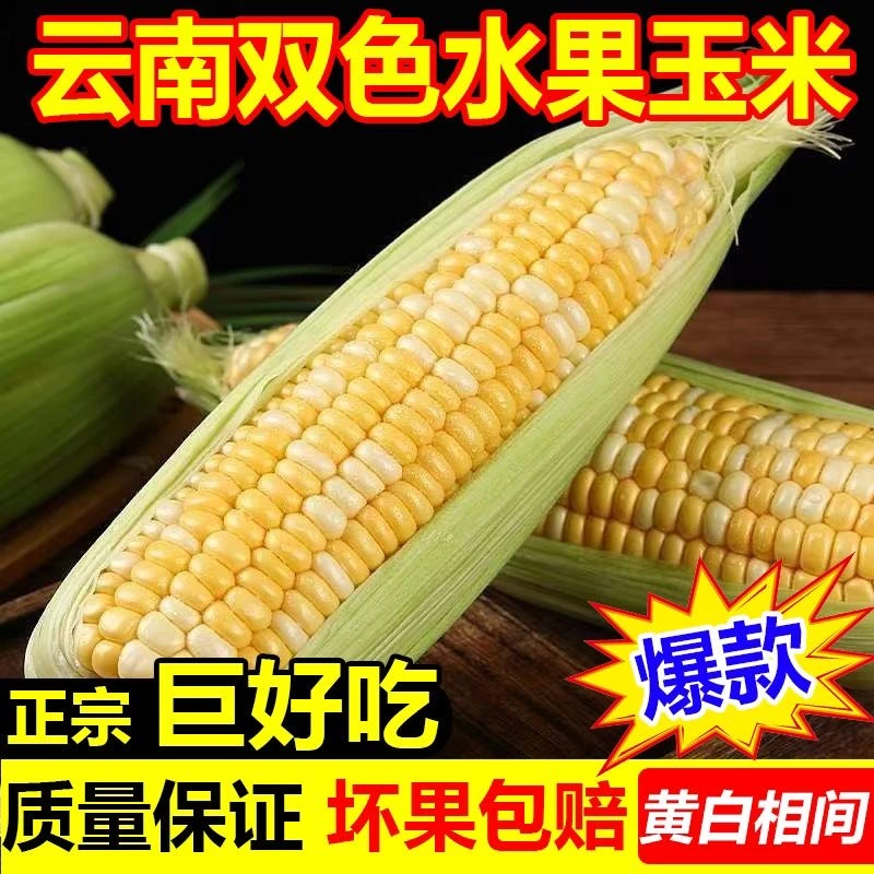 现摘云南金银双色水果玉米新鲜甜玉米嫩玉米生 吃爆浆应季玉米