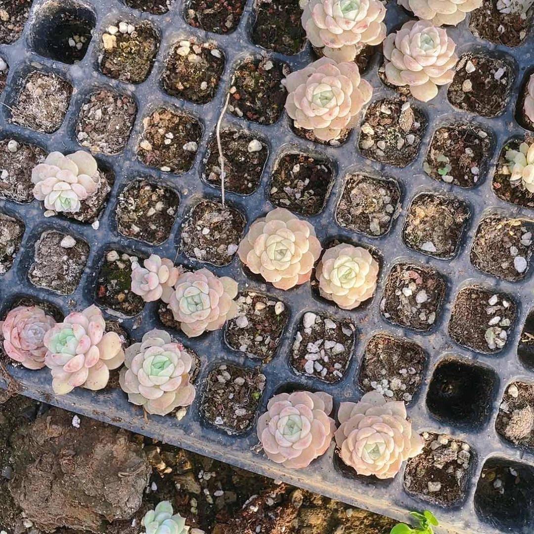 纯爱穴一个满25包邮