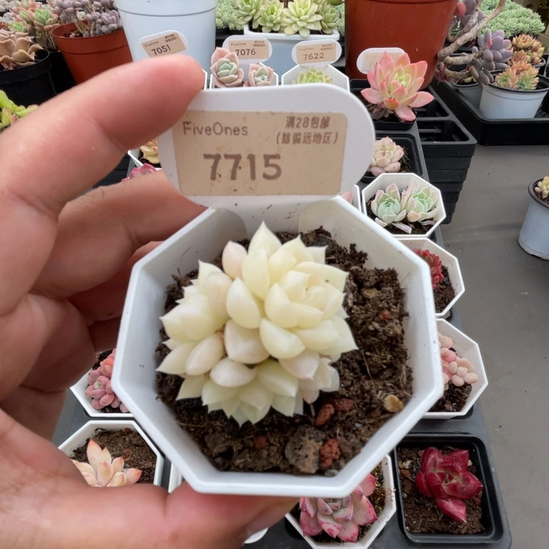 7715白天鹅 4.0厘米