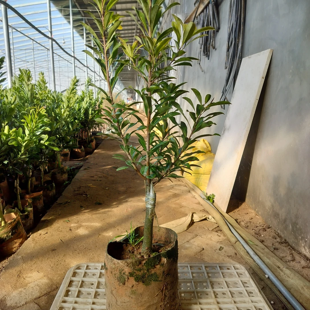 《嫁接杨梅苗》东魁黑炭果树苗庭院阳台种植