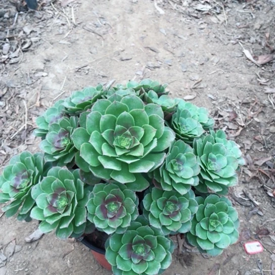 叶***秋万圣节法师多肉植物11