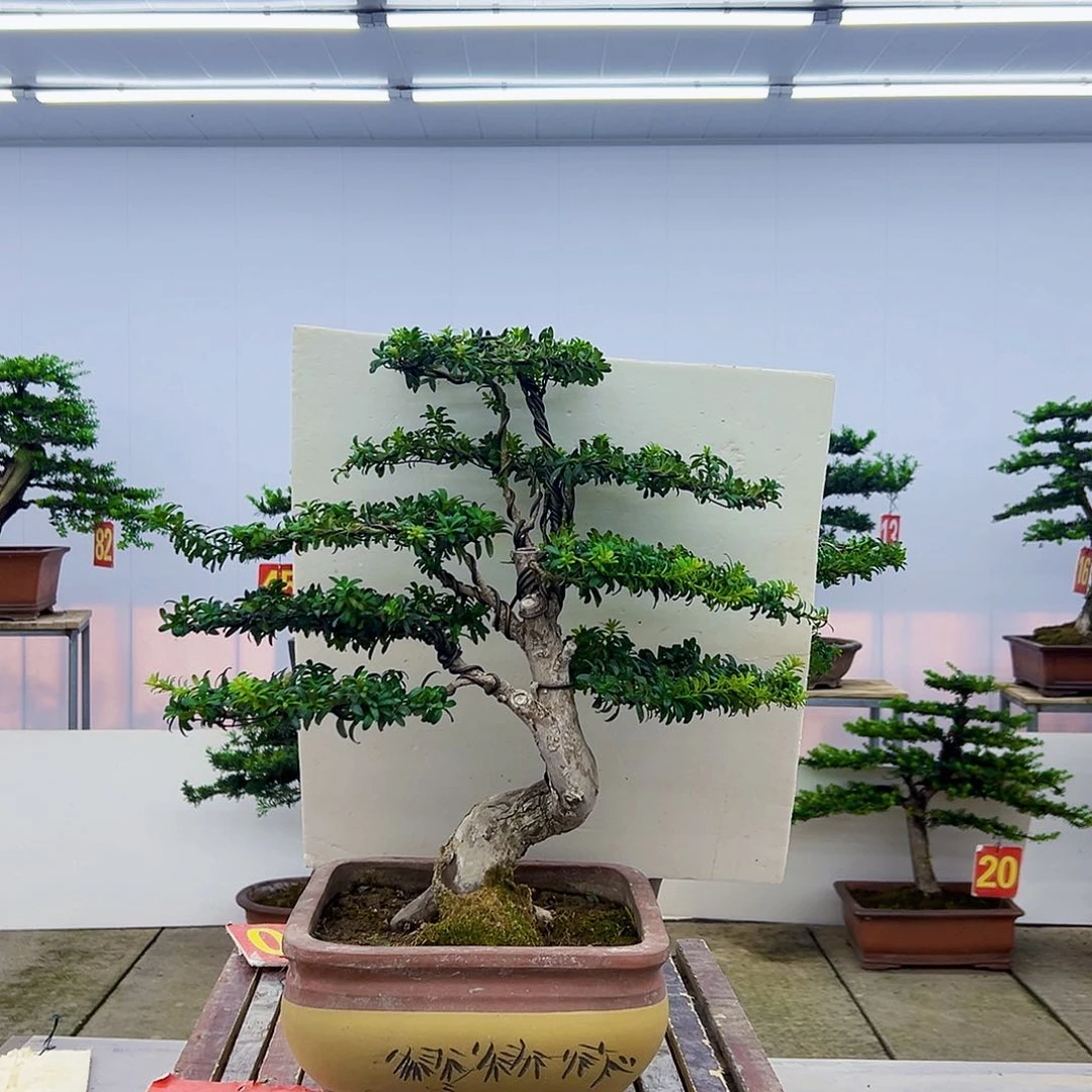 A***D无花朵罗汉松盆景造型树种