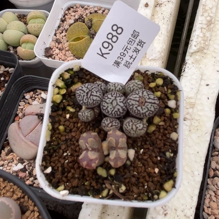 988多肉哈哈哈哈哈哈哈