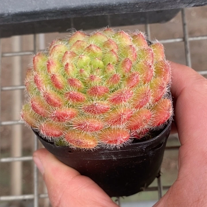 伯克利和他女朋友在一起的