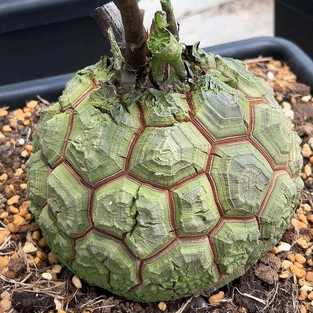 潮流植物 优选 足球龟福利价