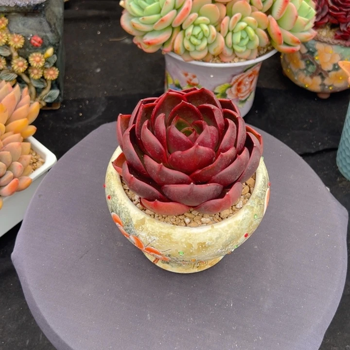 嘻**哈红灯一物一拍