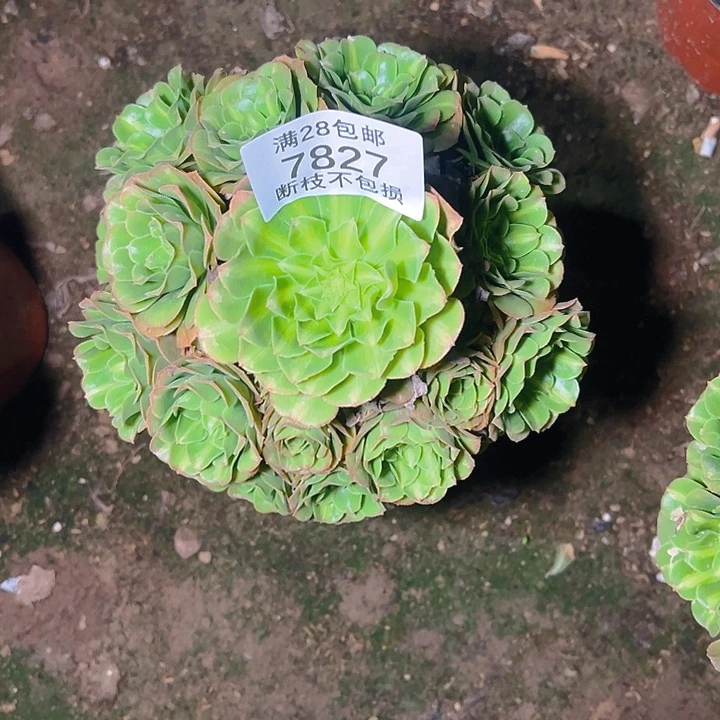 7827翡翠琉璃多肉植物