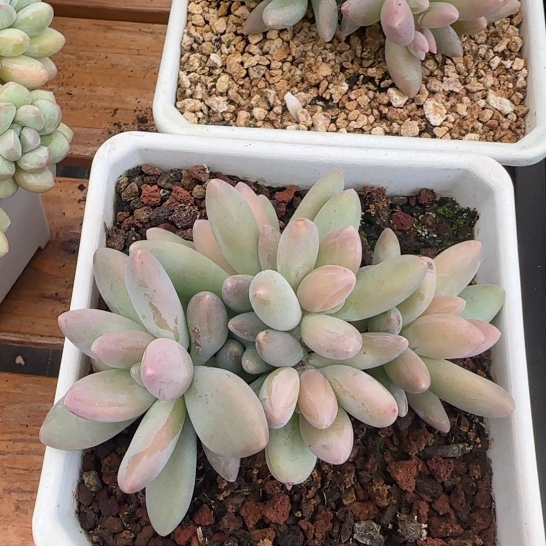 多肉植物一物一拍