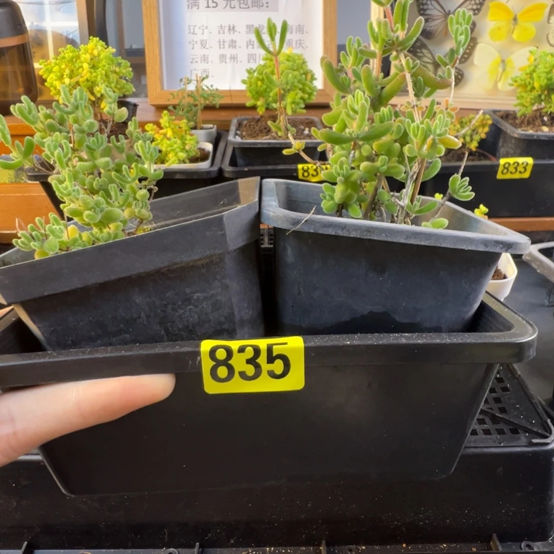 枝干番杏多肉植物835