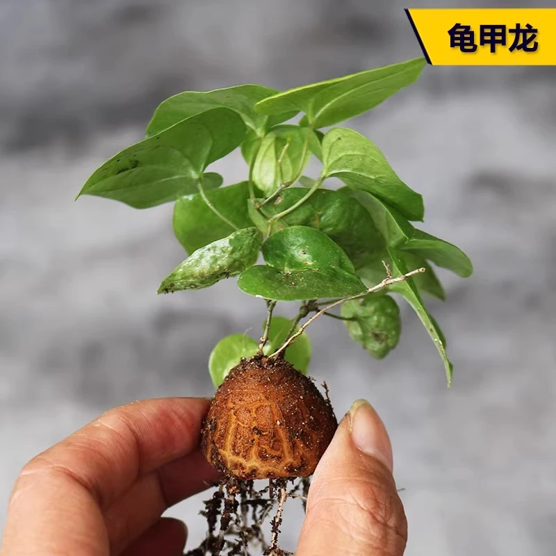 龟甲龙块根多肉植物