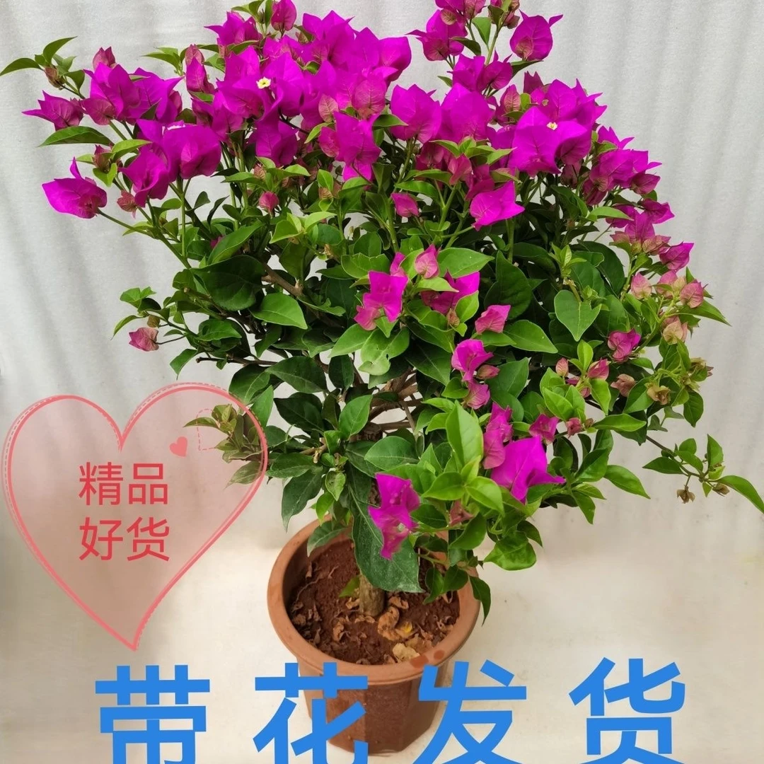 三角梅大苗带花室内外盆栽四季开花阳台庭院花卉绿植