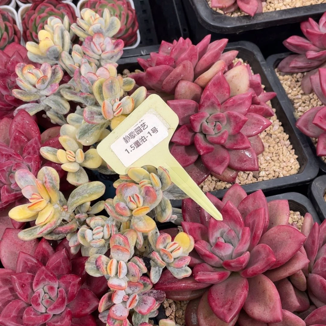 0105-1-尾货乒乓福娘锦福利一颗量拍