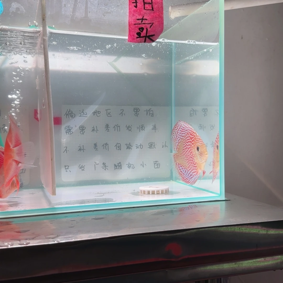 七彩神仙鱼七彩神仙鱼8-11