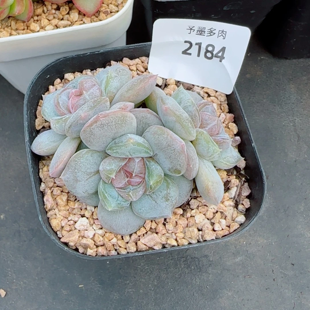 红皇后，2184多肉植物