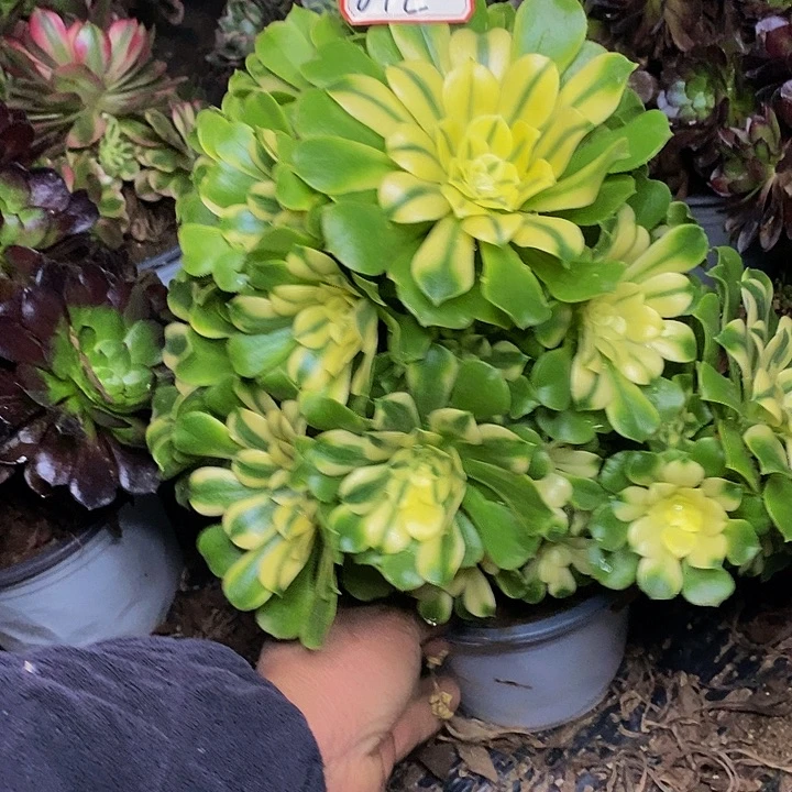 用***6新尼亚老桩捧花812号