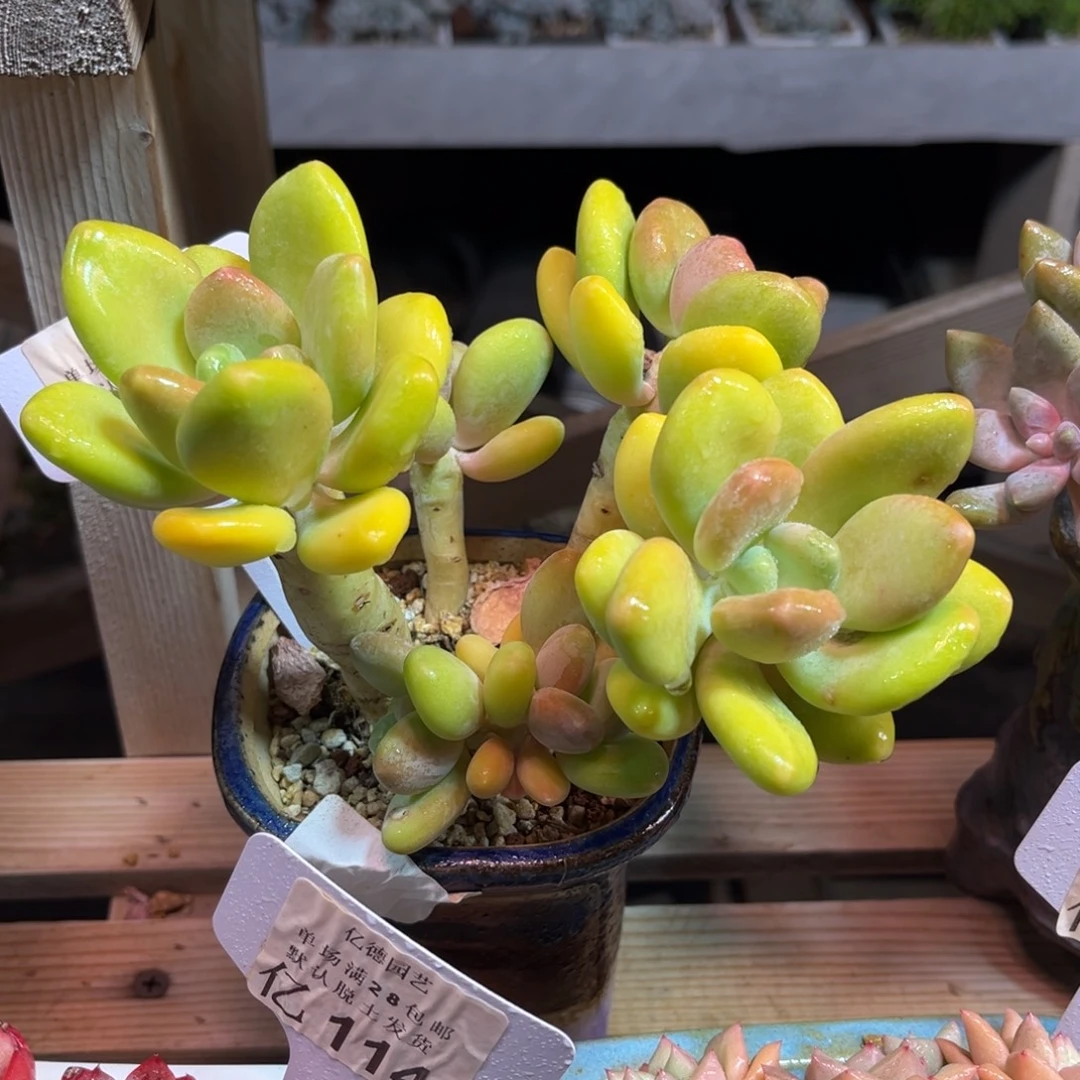 芒果奶多肉植物duonvnvn